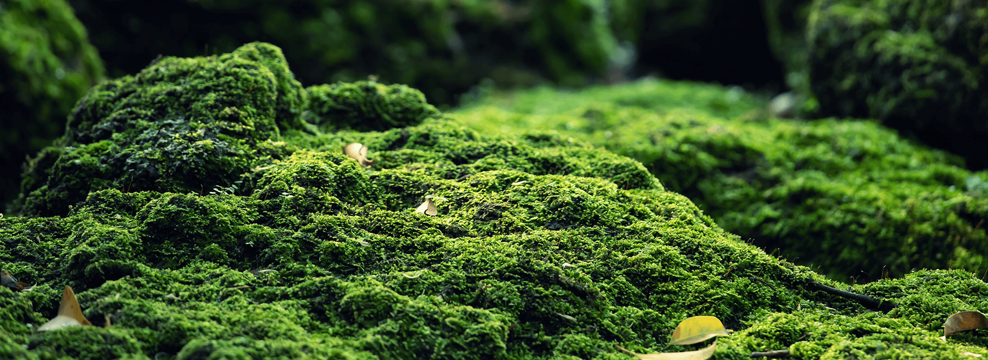 Green shrubbery