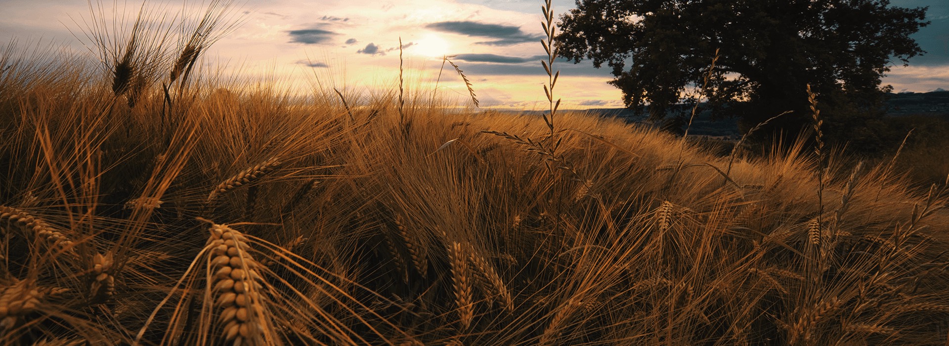 Sustainability Wheat field