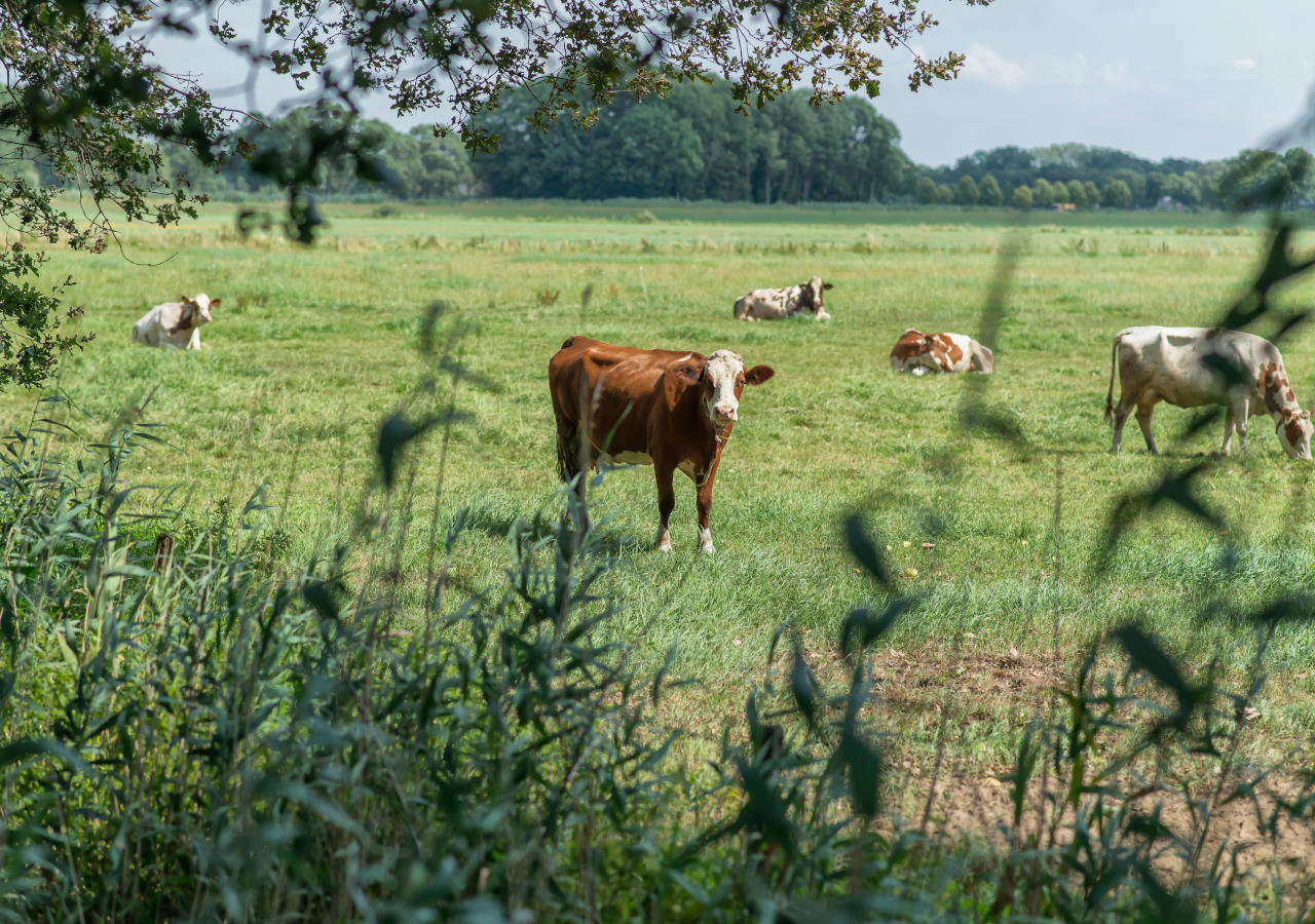 Cows relaxing on pasture