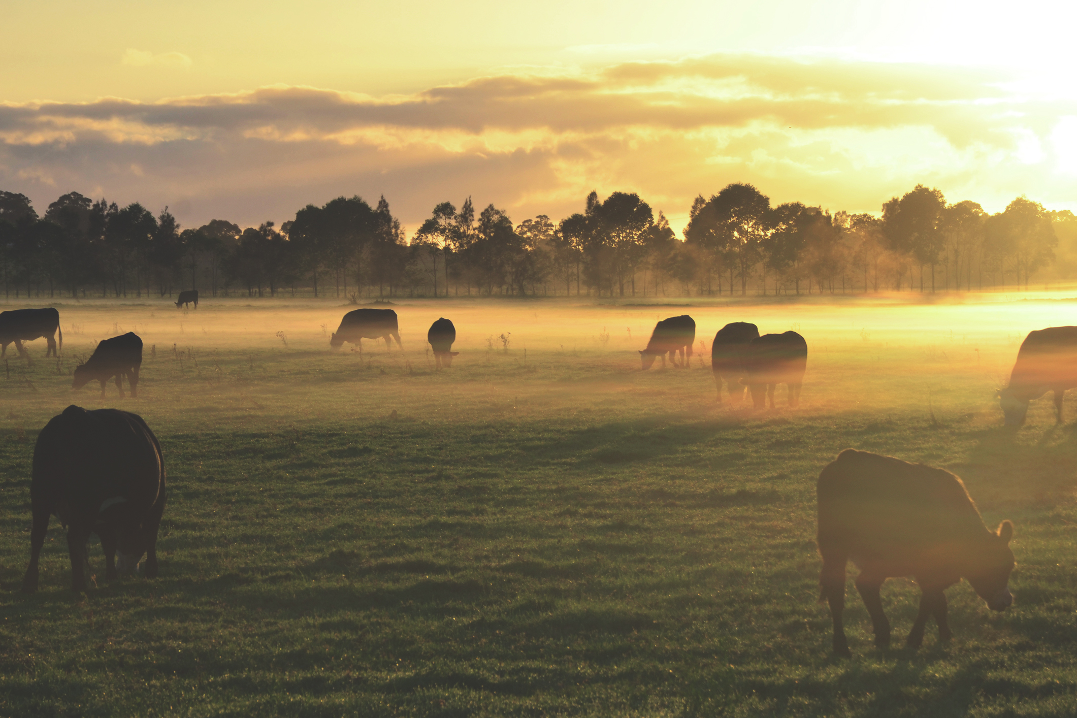 Cows grazing in foggy field