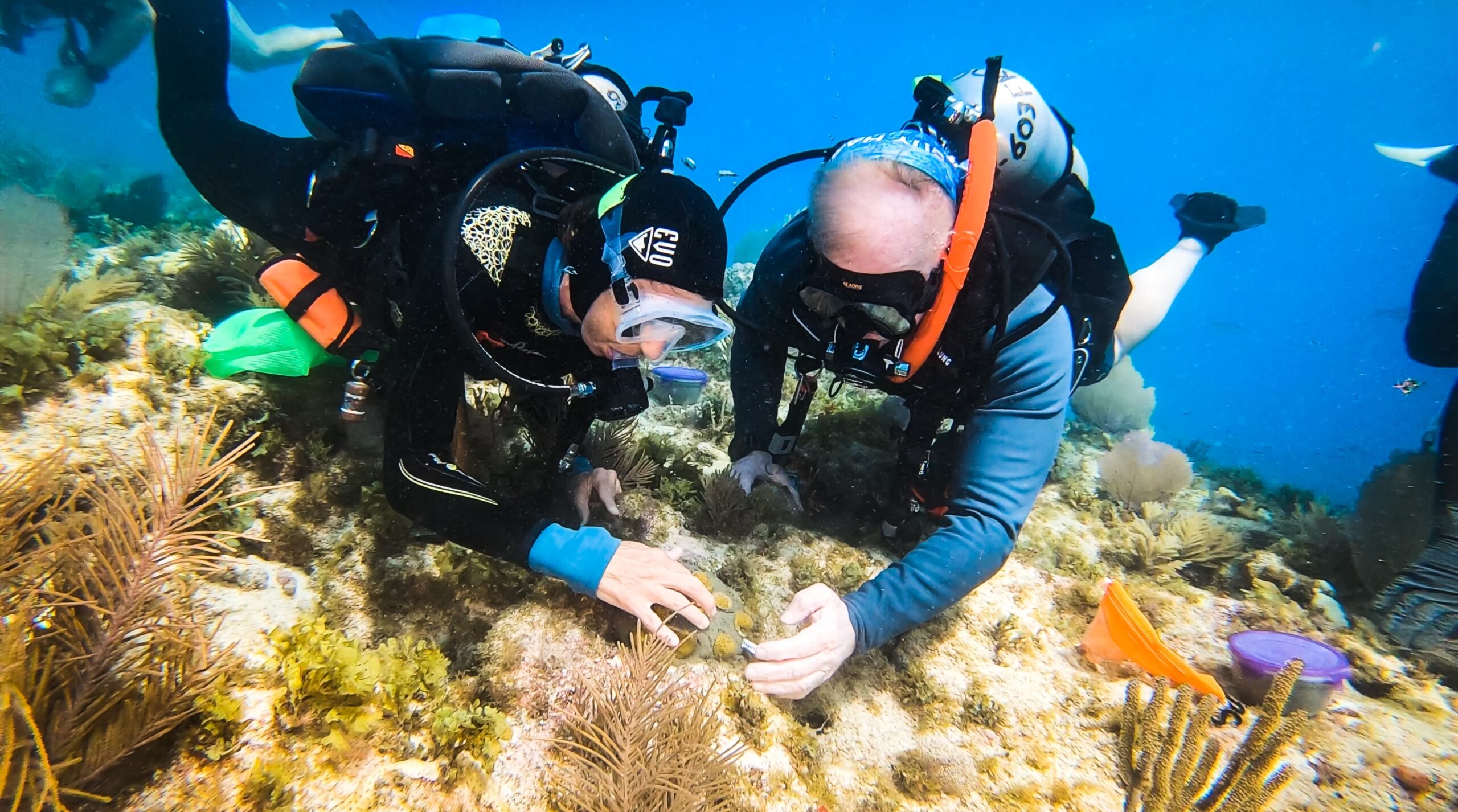 Scuba divers at coral reef