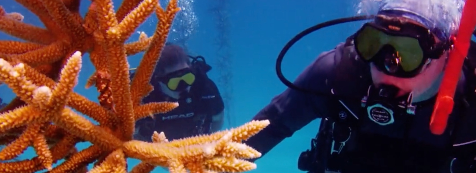 Scuba divers at coral reef
