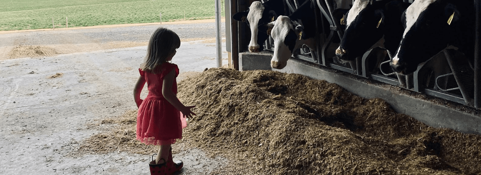 Little girl watching cows in cow-pen