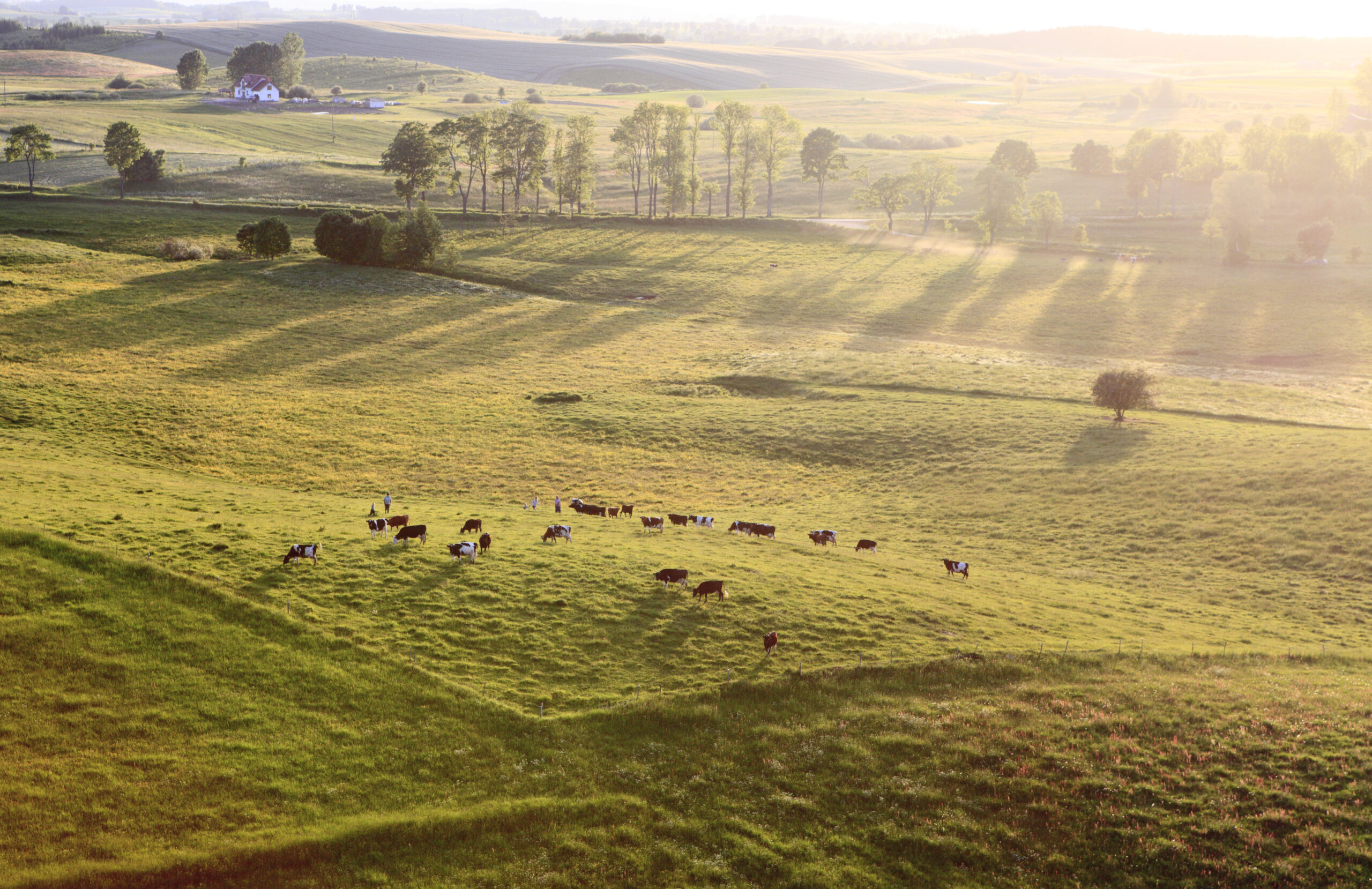 Overhead view of cows grazing in pasture