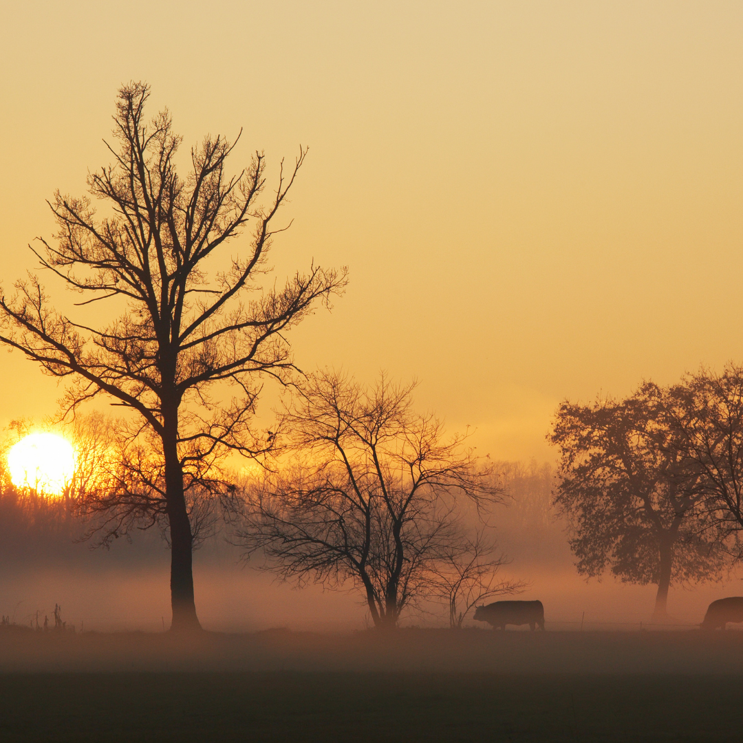 Foggy field at sunrise with cows