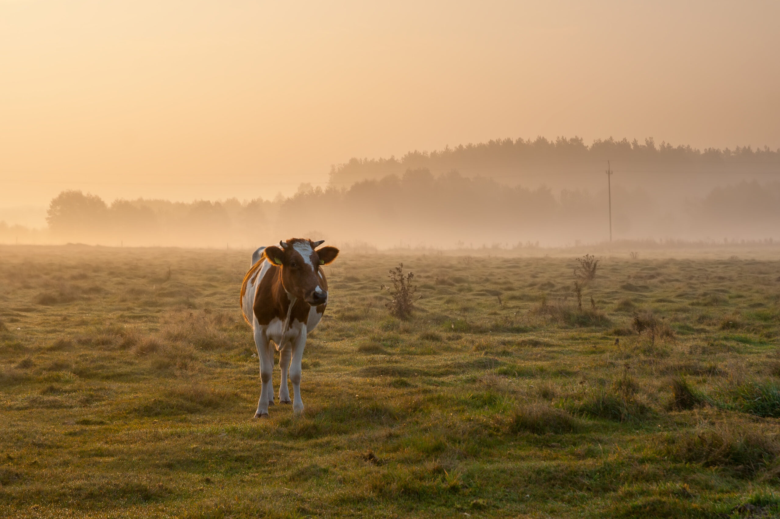 Cow at dawn in mist walking