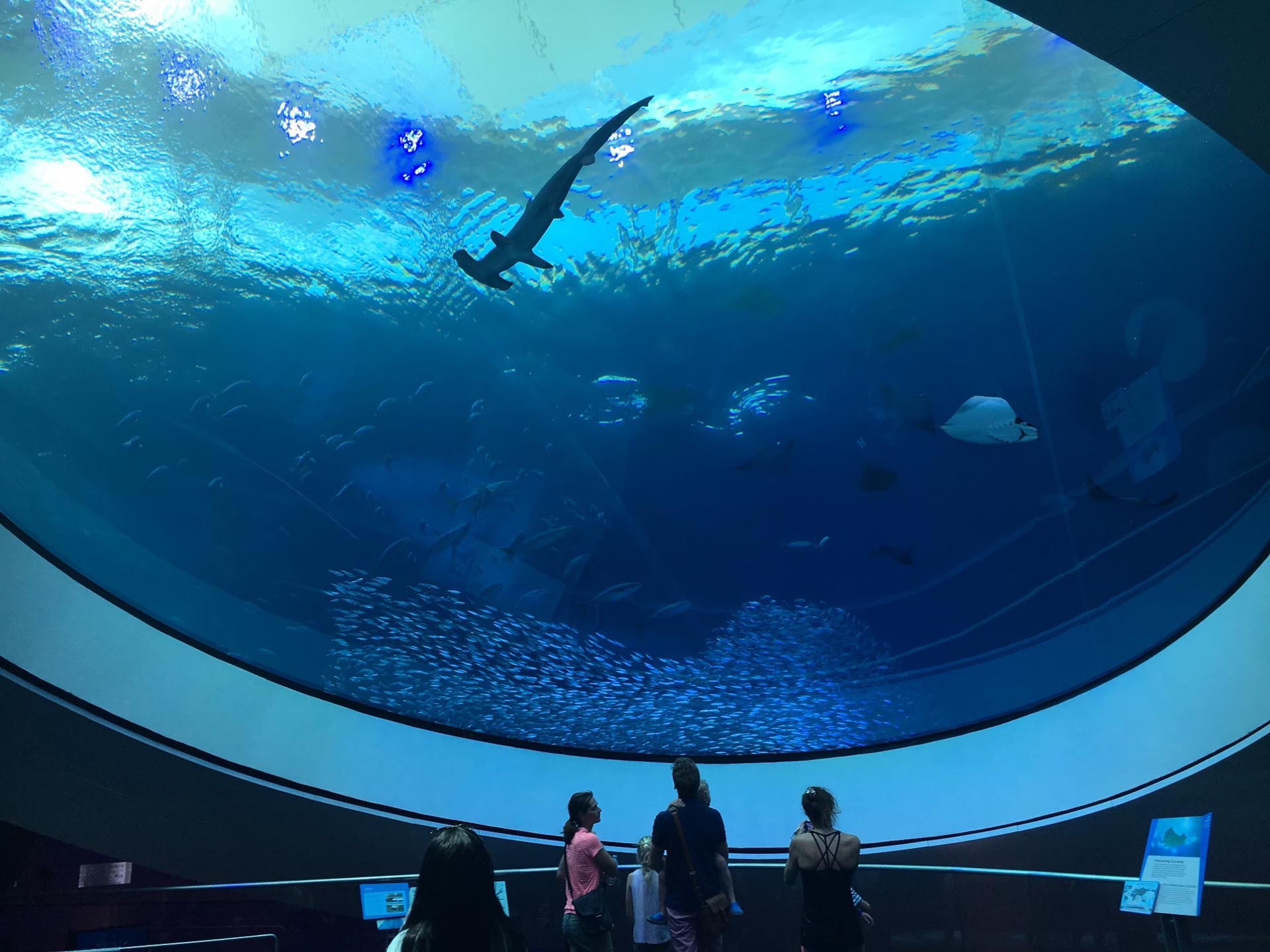 Shark in aquarium tank