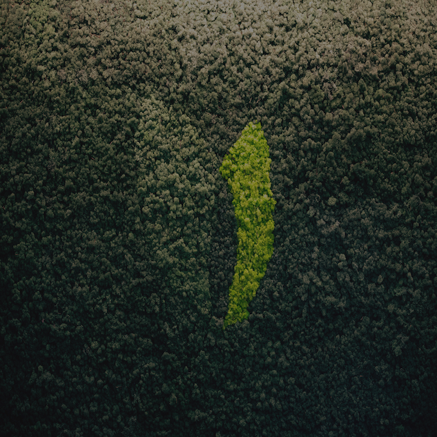 Brightmark green wall logo
