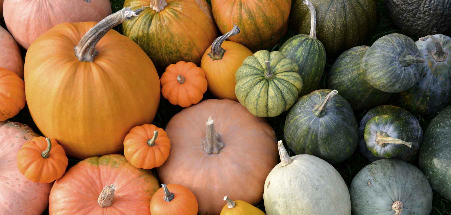 Assorted pumpkins