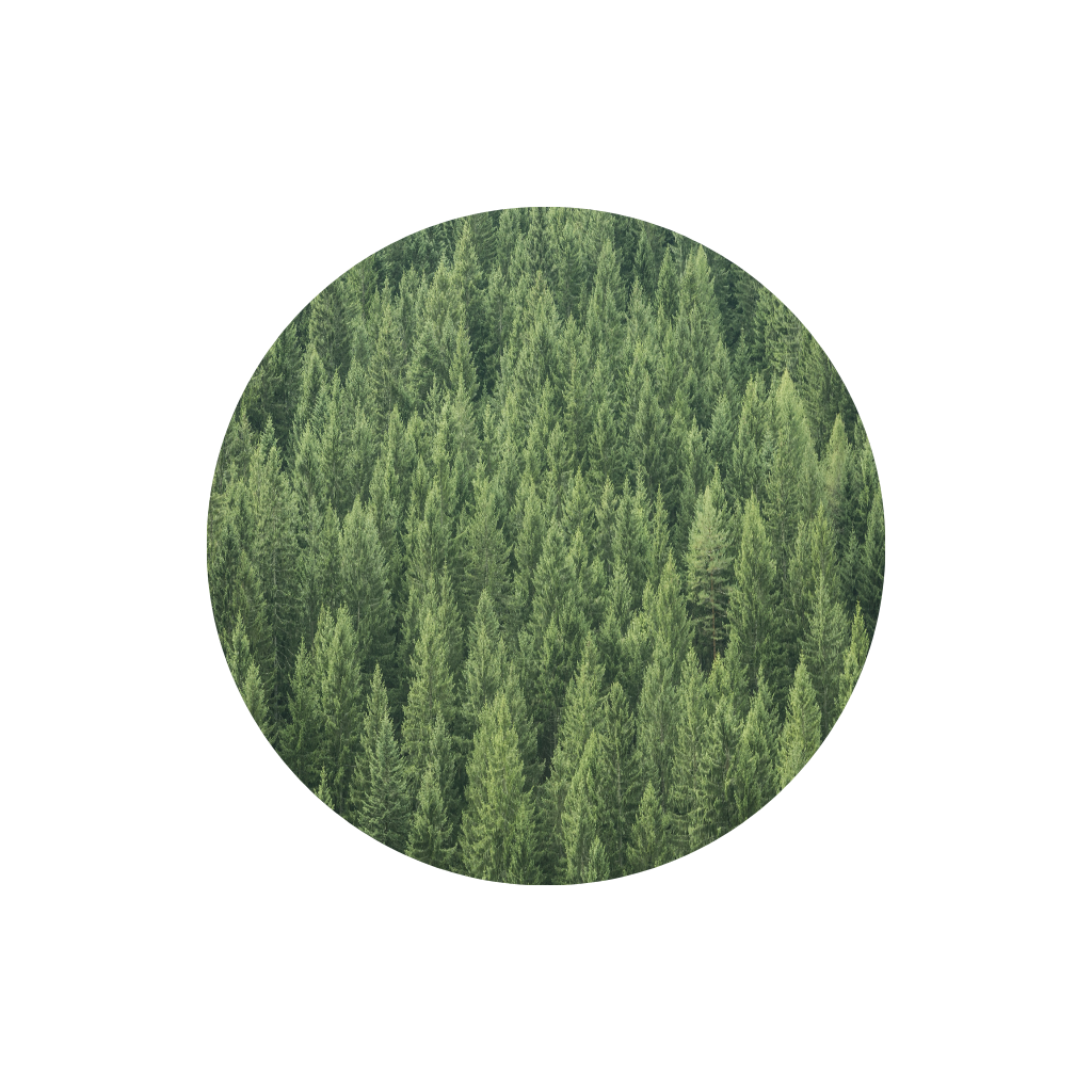 Pine trees inside a circle with beige background