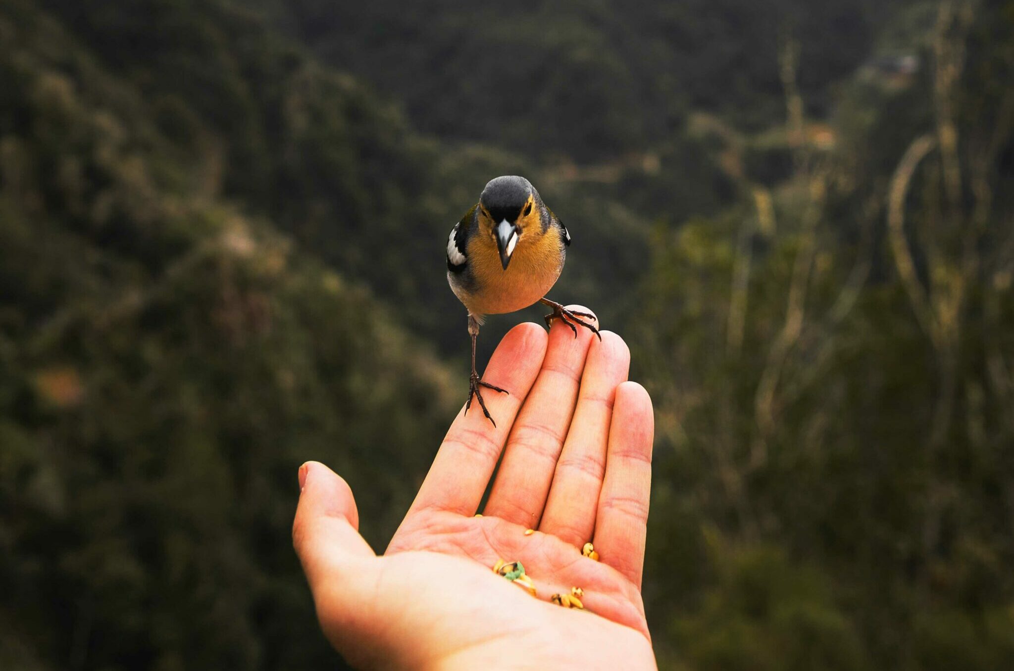 Person holding bird in their hand