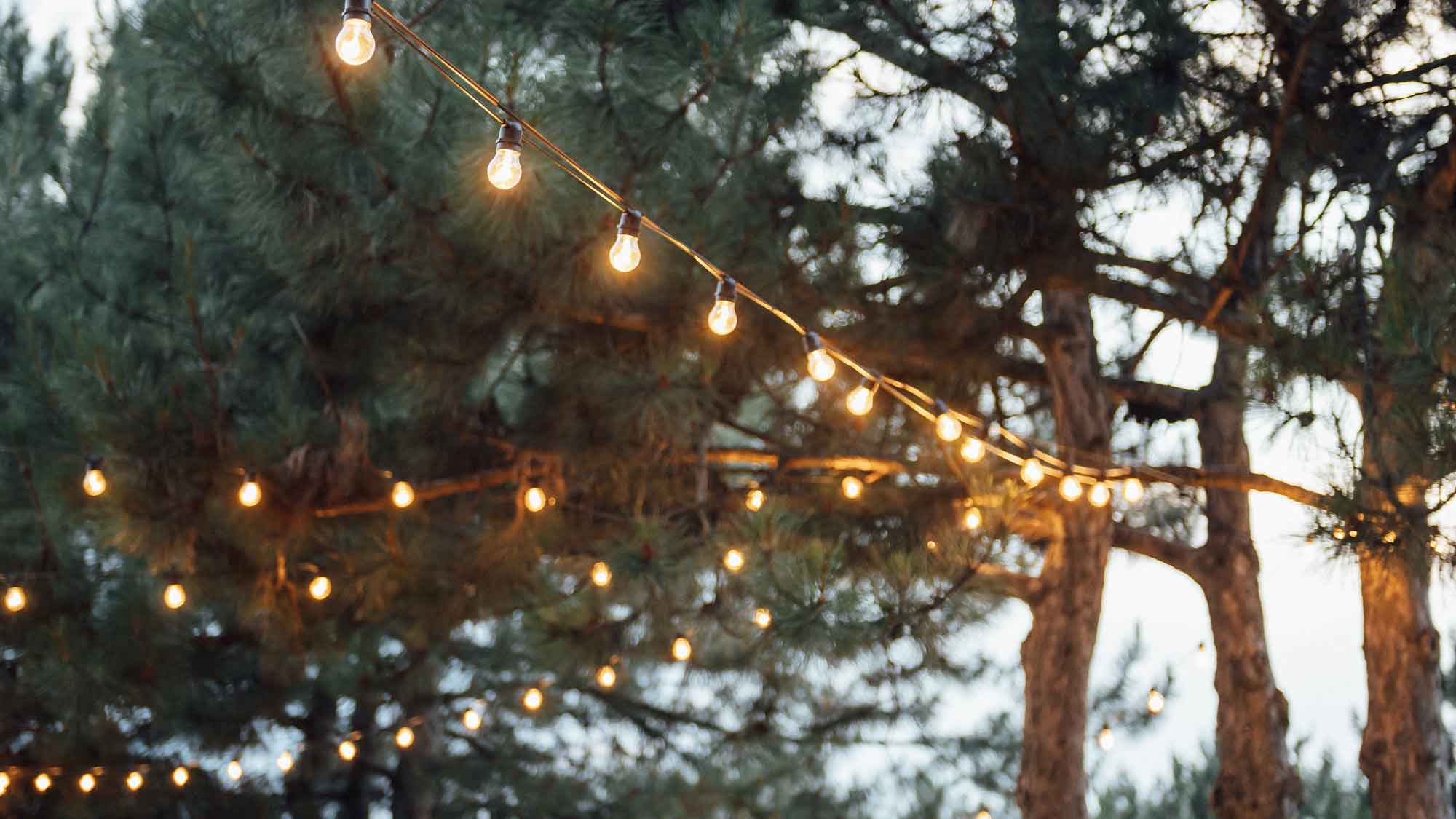 Pine trees with lights hanging on them