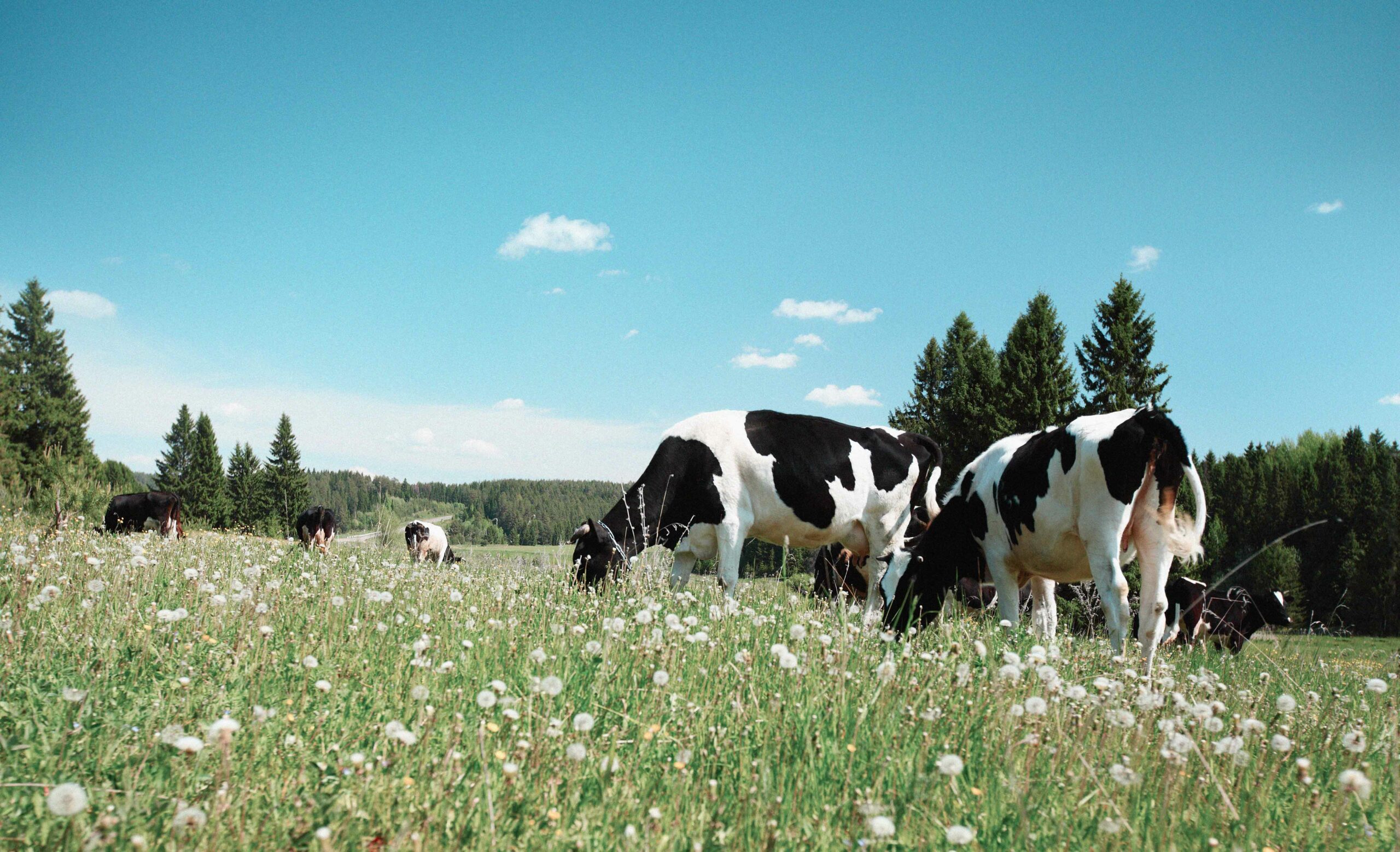 Michigan Cows Grazing in Dandelion Field