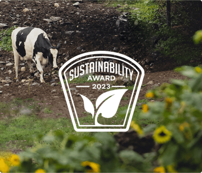 Grazing cow and yellow flowers with the Sustainability Award logo in the foreground