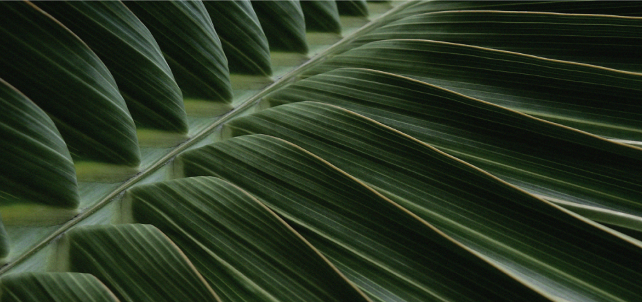 Dark Green Leaves