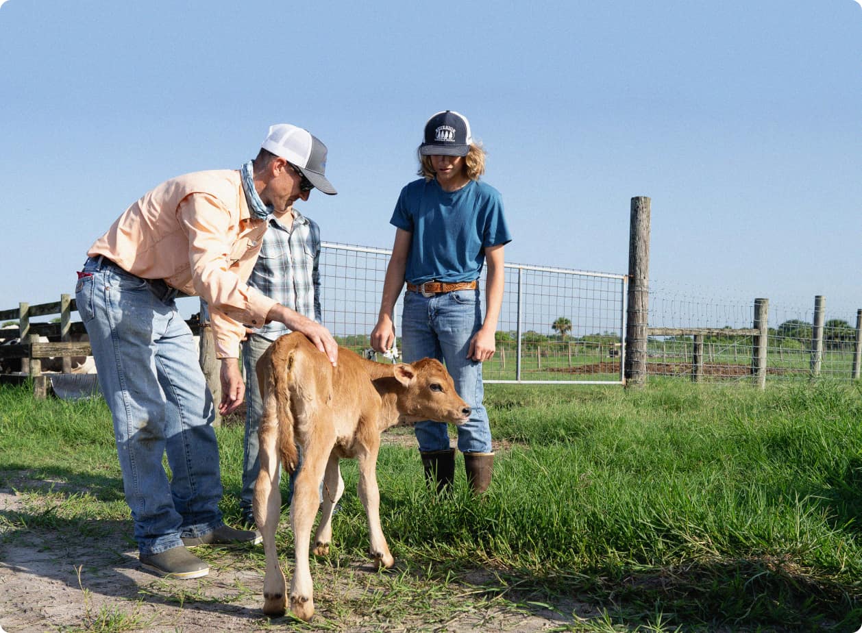 Man petting a baby cow.