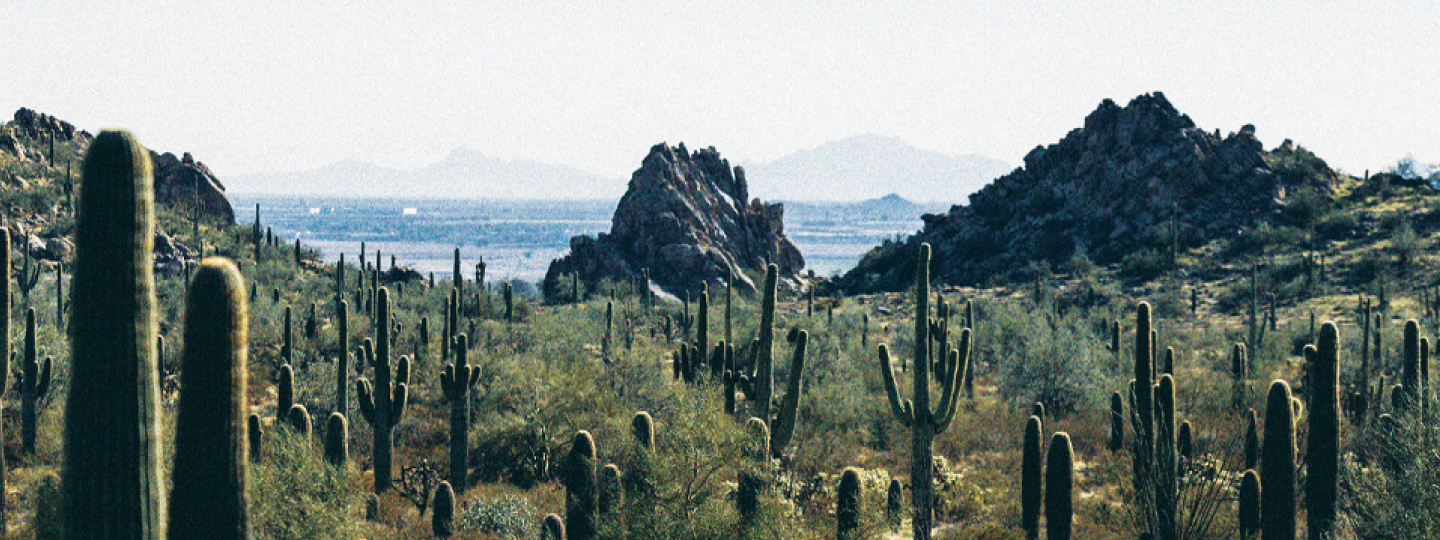 Arizona Saguaro Cacti