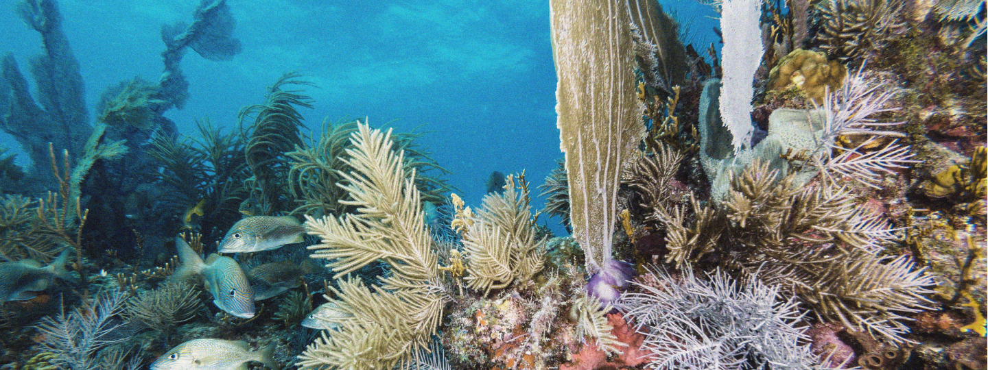 Coral reef in the ocean