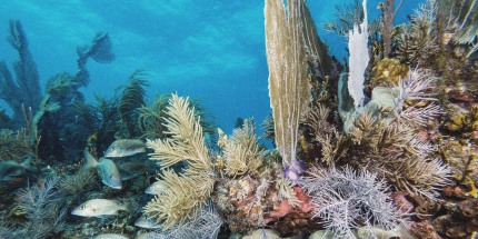 Coral reef in the ocean