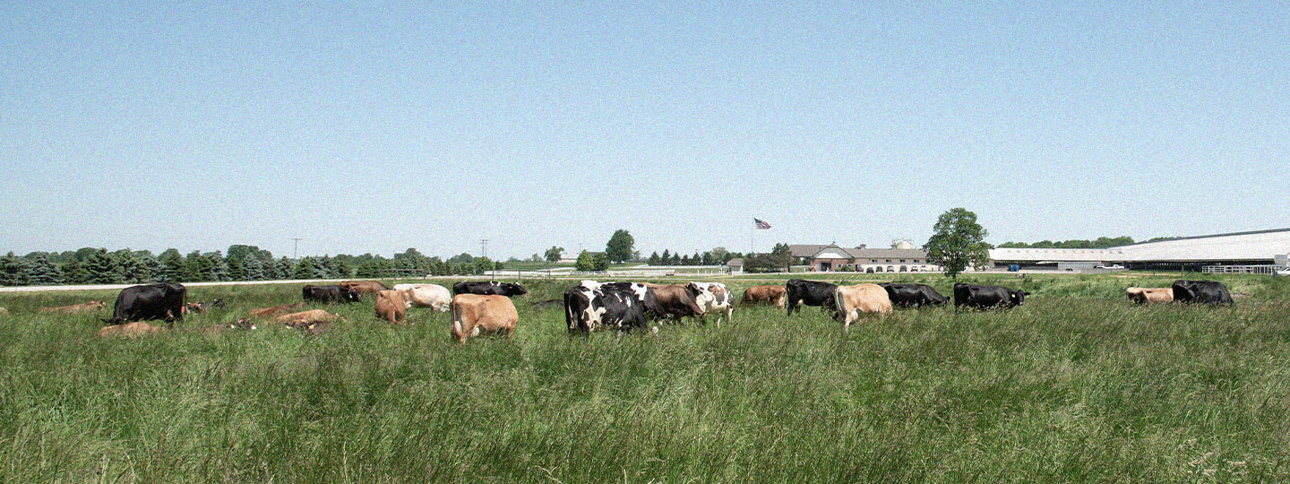 Cows Grazing in Field